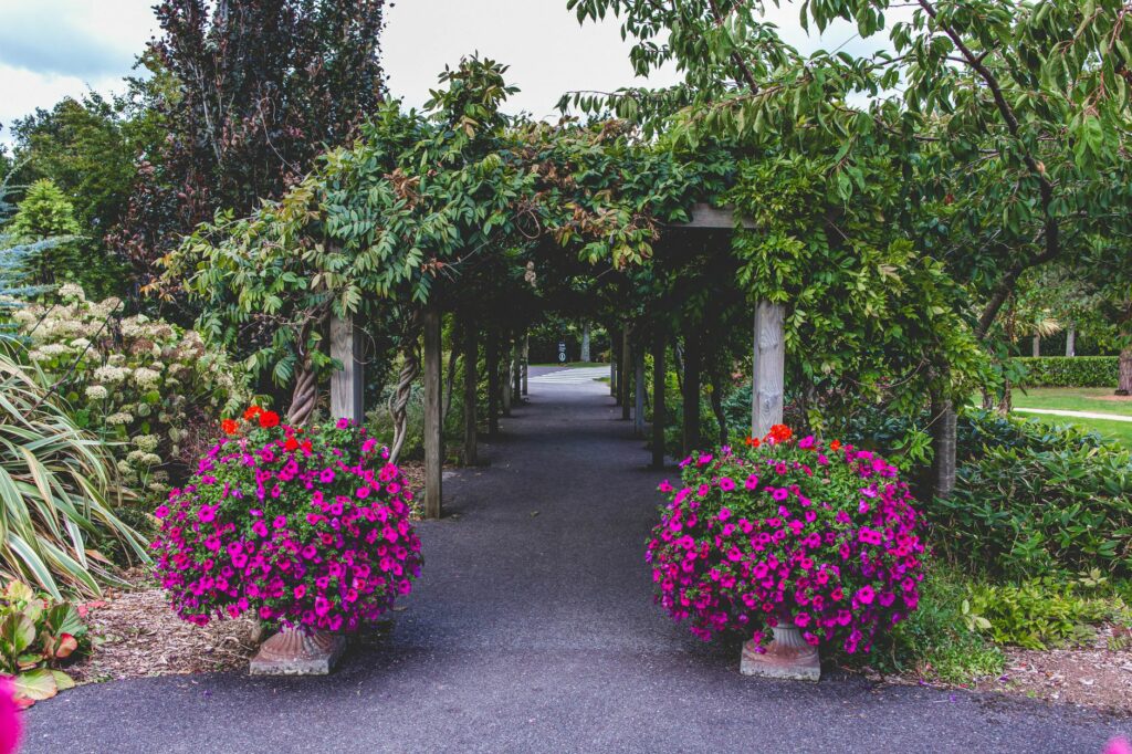 Charming garden path in County Cork, Ireland, framed by vibrant pink floral display.