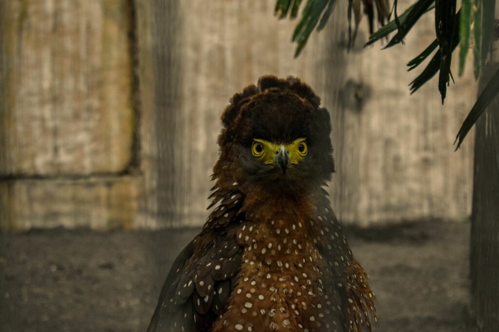 Portrait of a crested serpent eagle with striking yellow eyes, captured in its natural habitat.