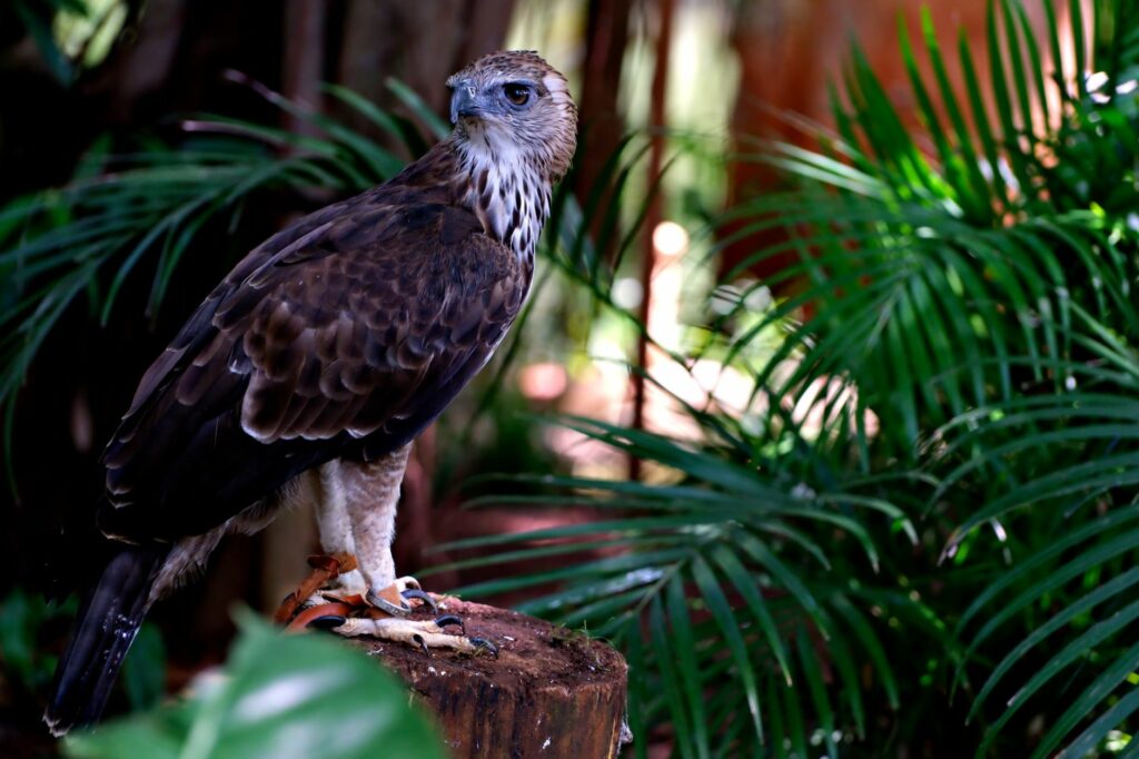 A majestic Philippine eagle perched in a verdant jungle setting surrounded by foliage.