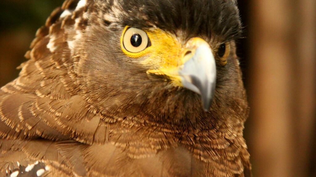 Intense close-up of an eagle showcasing its striking eyes and intricate feather details.